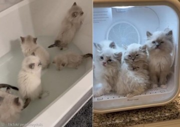 생후 10주차 아기고양이들의 첫 목욕..`묘생 2회차 같아`