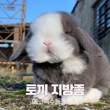 토끼 어깨에 볼록한 혹이 생겼어요 - 서울 토끼병원