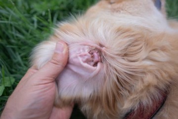 강아지 귀염증 외이염 증상 원인 치료비와 귀청소 주기 방법