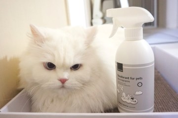 고양이탈취제 강아지탈취제 뽀숑 유해성분없이 냄새제거하기