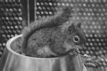 동물원에서 살충제 뿌린 뒤 일주일 만에 다람쥐 31마리 집단 폐사