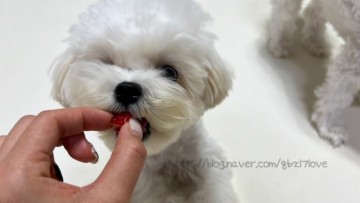 강아지 딸기 댕댕이가 먹어도 되는 과일 냉동딸기는?