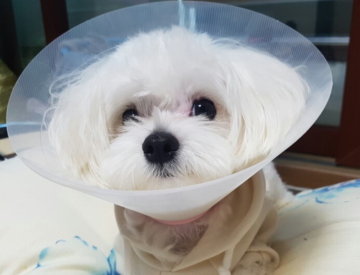 강아지 수컷 중성화수술 비용 및 수술 후 관리 방법 회복 기간
