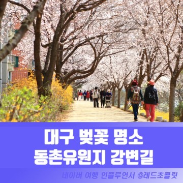 대구 벚꽃 명소 동구 동촌유원지 동촌역 강변 벚꽃길 이번 주 절정