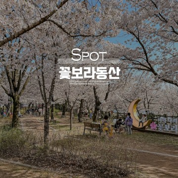 대구 벚꽃 명소 꽃보라동산 실시간 개화 현황 주차장 정보