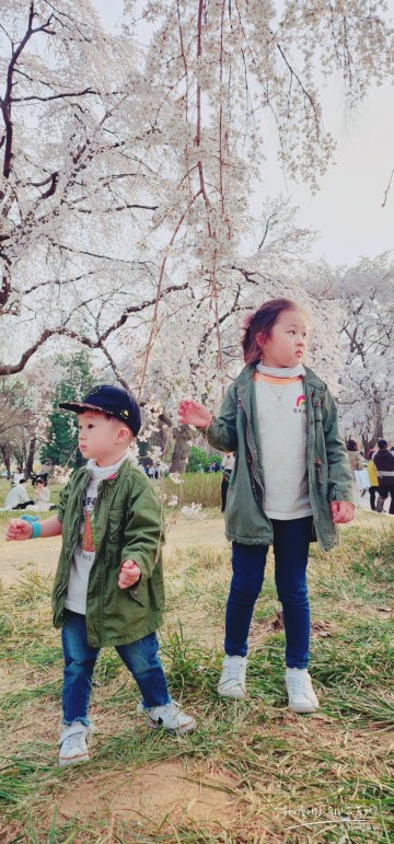 2024 서울 경기 아이와 갈만한 의외의 벚꽃 명소들