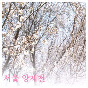 서울벚꽃명소 양재천 봄나들이 산책 벚꽃푸드축제