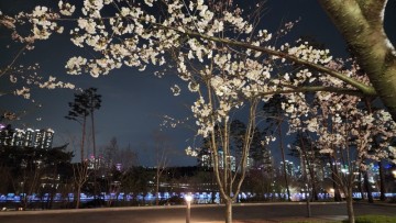 수원 벚꽃명소 나들이 광교호수공원 벚꽃 개화상태 실시간 야경 데이트