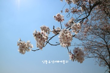 봄꽃나무 벚꽃 왕 겹벚꽃 개화시기 꽃말