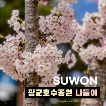 수원 광교호수공원 벚꽃 명소 실시간 나들이 피크닉 서울 근교 당일치기 여행