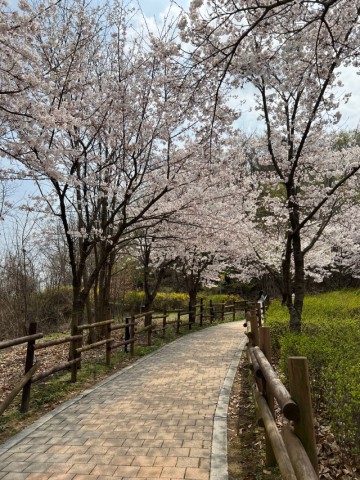 수원 벚꽃명소, 수원 광교호수공원 벚꽃 둘레길 나들이 후기