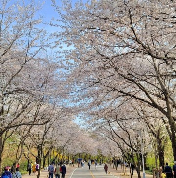 2024 인천 벚꽃 명소 인천대공원 벚꽃 축제 개화시기 자전거 텐트 캠핑장