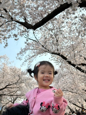 과천 경마공원 렛츠런파크 벚꽃축제 개화 만개 실시간