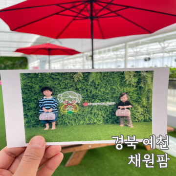 경북 예천 딸기체험 나들이 주말 아이와 가볼만한 곳 채원팜