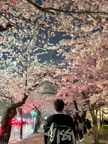 서울 여의도 벚꽃 축제 명소 : 야간 개화 현황 가는 길 주차장 교통통제