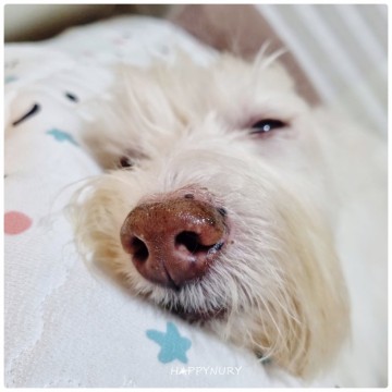 강아지 평균 수면 시간 잠꼬대 이유