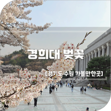 수원 용인 벚꽃 명소 경희대 벚꽃 개화 상태 주차 이용 포토존 정보