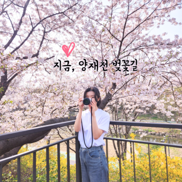 양재천 벚꽃길 주차장 개화 서울 강남 벚꽃 명소 밀미리다리 매봉역에서 가는방법 포토존 4월 가볼만한곳
