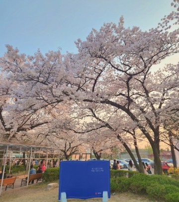 정독도서관 벚꽃명소 서울 놀러갈곳