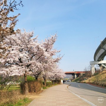 망원한강공원 벚꽃 피크닉 텐트 돗자리 자전거 주차장 정보