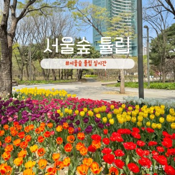 서울숲 튤립 실시간 개화상황 위치서울 꽃구경