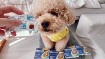 강아지구충제 넥스가드 스펙트라 약국 가격 직구는 불법
