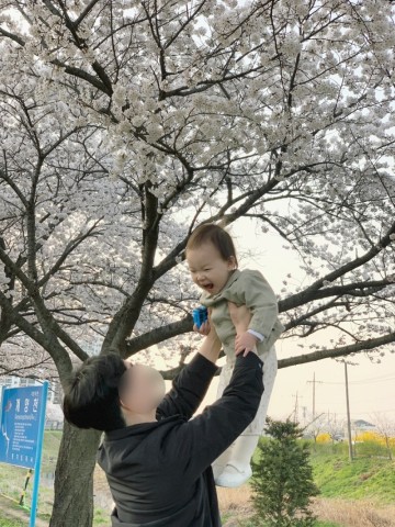 서울근교 김포 벚꽃 막차타러 아기랑 갈만한 곳 계양천 주차 팁