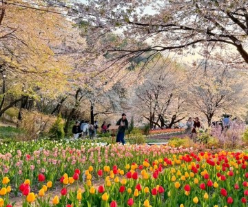서울 안산 둘레길 튤립 연희숲속쉼터 꽃구경