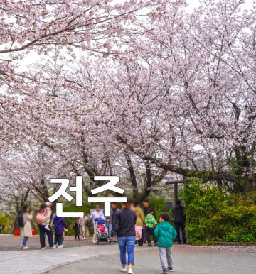 전북 벚꽃 전주 벚꽃 명소 놀이공원 전주 가족여행