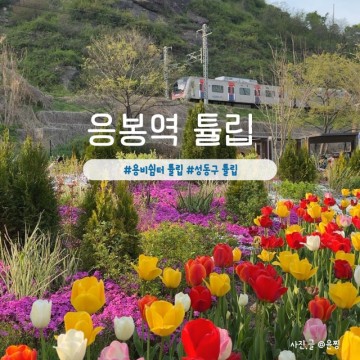 서울 튤립 명소 성동구 응봉역 용비쉼터 튤립