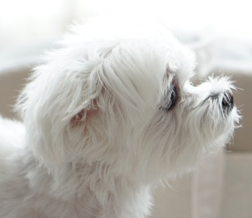 강아지 귀 긁기 냄새나는 이유는? 귀지 색으로 유추할 수 있는 원인