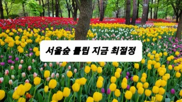 서울숲 튤립 지금 꽃구경 가볼만한곳