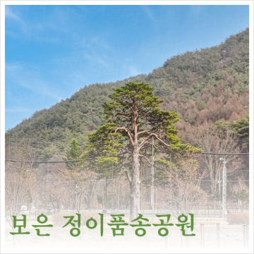 충북 보은 속리산국립공원 정이품송공원 산책