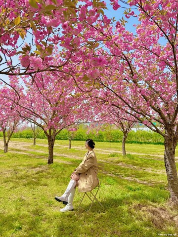 당진 벚꽃 당진 카페 피어라 겹벚꽃 명소 실시간 4월 19일
