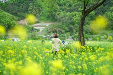 대전 근교 유채꽃 명소 옥천금강수변친수공원 축제정보, 실시간 개화상황
