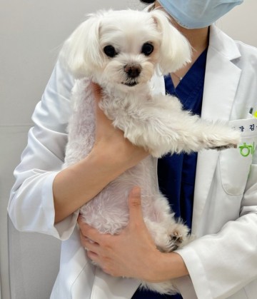 강아지 건강검진 비용 시기 주기 개포동 동물병원 엑스레이 후기