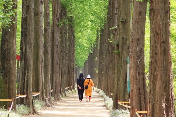 서울 산책하기 좋은 길 마포 난지 테마관광 숲길 상암동 하늘공원 메타세쿼이아길