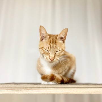 고양이 범백 증상 아기고양이설사 구토 치료 예방법