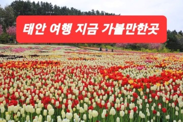 태안 튤립축제 태안 여행 5월 꽃구경 축제 가볼만한곳 태안 튤립 박람회 축제 기간