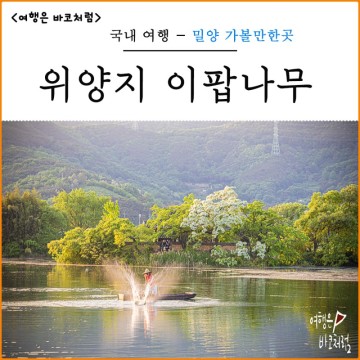 밀양 위양지 이팝나무 만개 주차장 밀양 드라이브 여행 코스 추천