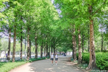 성수동 서울숲 자전거 돗자리 피크닉 숲길 작약꽃밭 데이트 놀거리