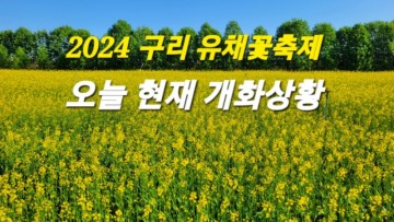 [지금현재 실시간~] 구리유채꽃축제 유채꽃밭 구리한강시민공원 유채꽃 정확한 개화상황