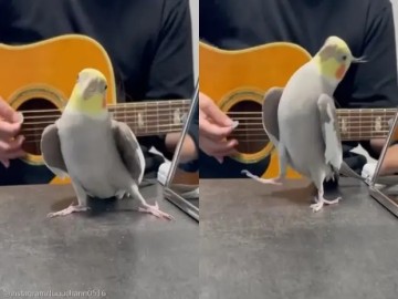 아빠가 기타 치면 노래하는 앵무새..'짠'하고 포즈까지