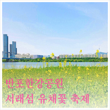 서울 서초 반포한강공원가는길 분수 세빛섬 2024 서래섬 유채꽃 축제
