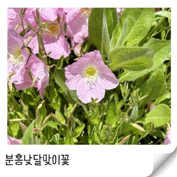 5월의 분홍 낮 달맞이 꽃 노지월동야생화
