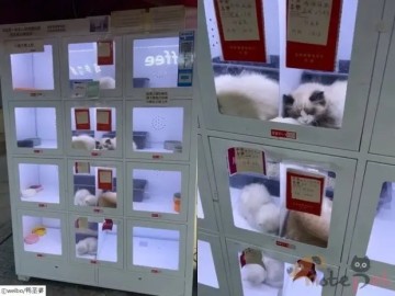 중국에서 등장한 고양이 무인 분양 자판기..'네티즌 분노'