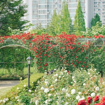 서울 근교 장미 명소 구리 장자호수공원 산책하기 좋은 곳