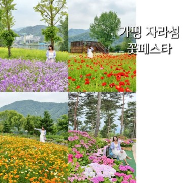 경기도 가평 자라섬 꽃축제 꽃 페스타 유채꽃 수국정원 양귀비 꽃구경