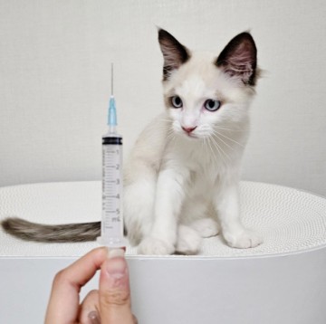 새끼 고양이 예방접종, 종합백신 부작용 림핑 증후군 후기