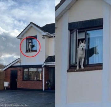 "너네 집 개가 창문에 매달려있어.." 이웃집 전화 받고 집으로 달려간 주인